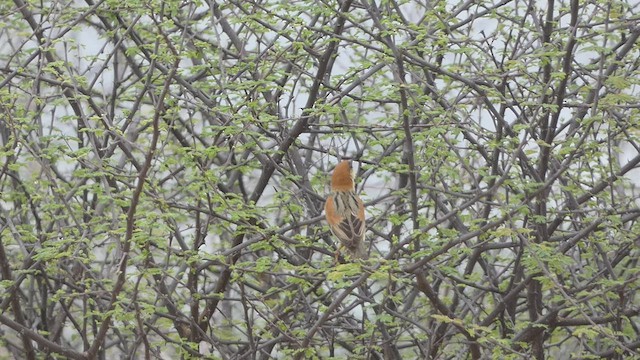 Moineau de Somalie - ML473805781