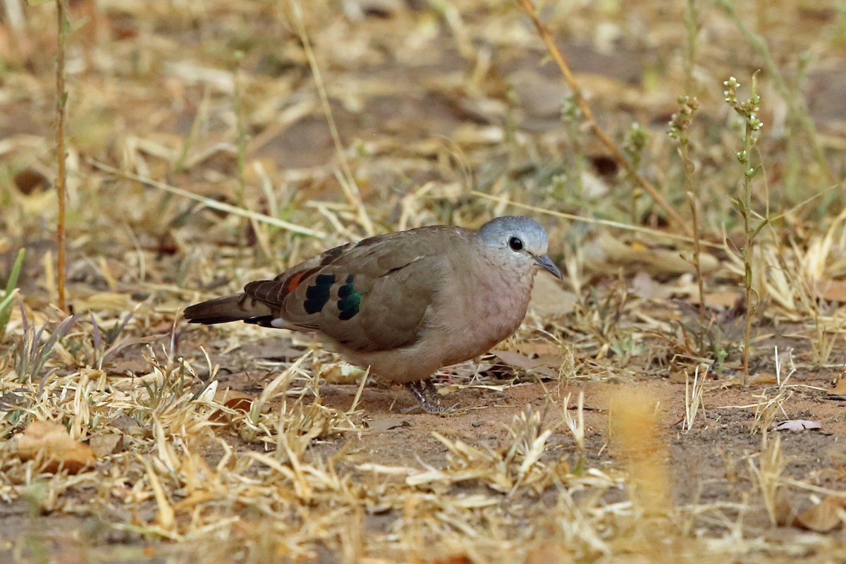 Emerald-spotted Wood-Dove - ML47380591