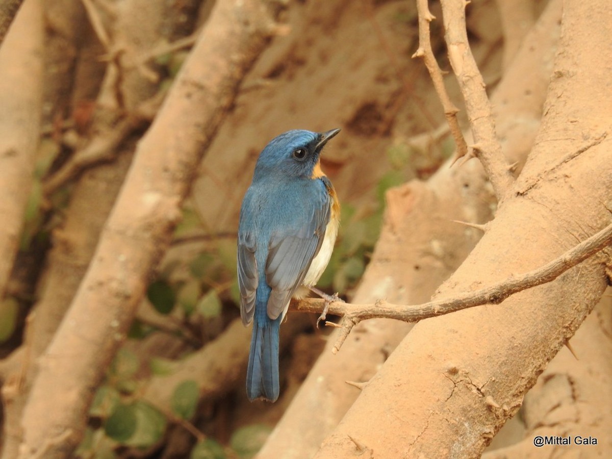 Tickell's Blue Flycatcher - ML47380601