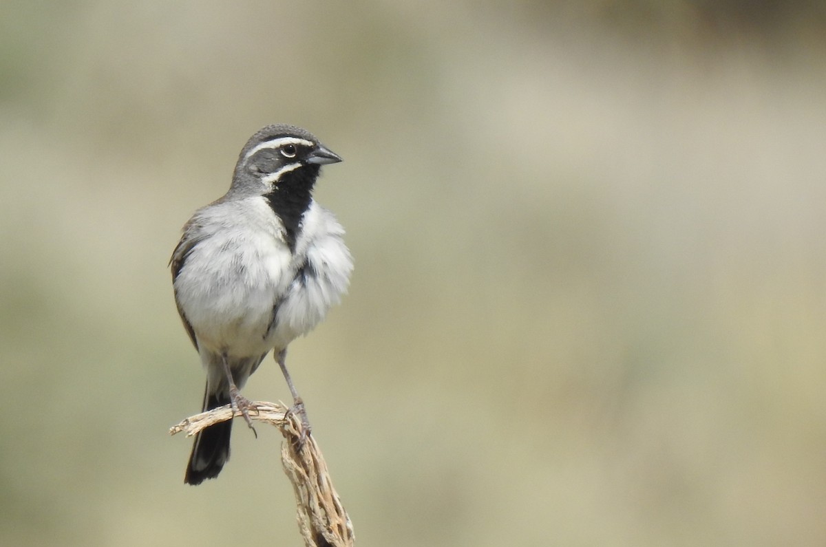 Black-throated Sparrow - ML473806101