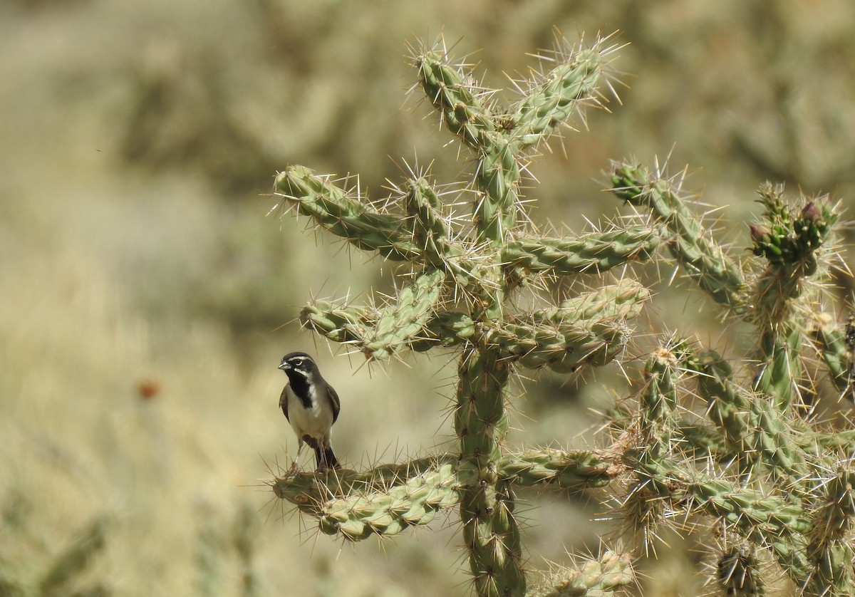 Black-throated Sparrow - ML473806131