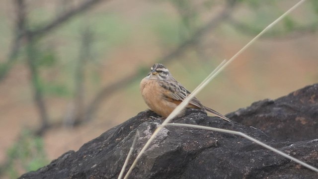 Gosling's Bunting - ML473806361