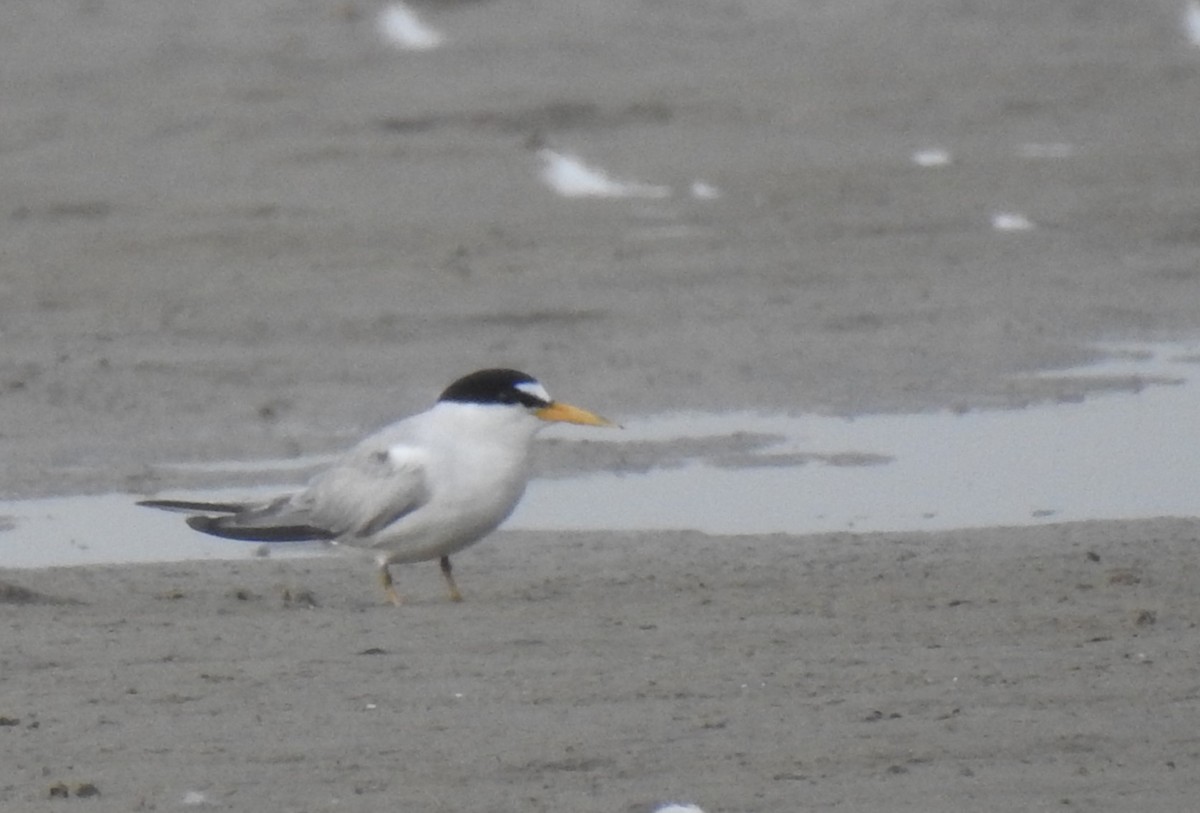 Least Tern - ML473806951