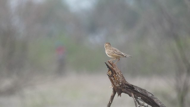 Singing Bushlark (Singing) - ML473807401