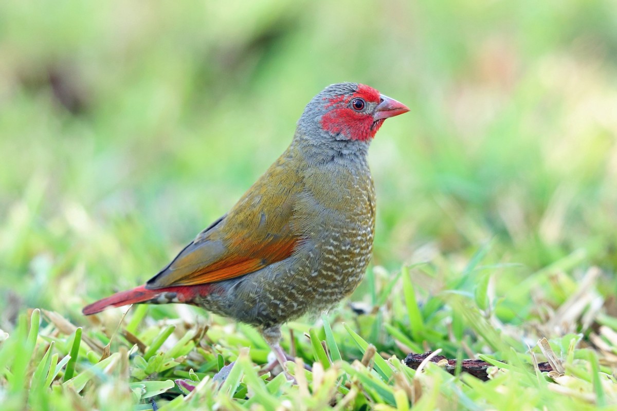 Orange-winged Pytilia - Nigel Voaden