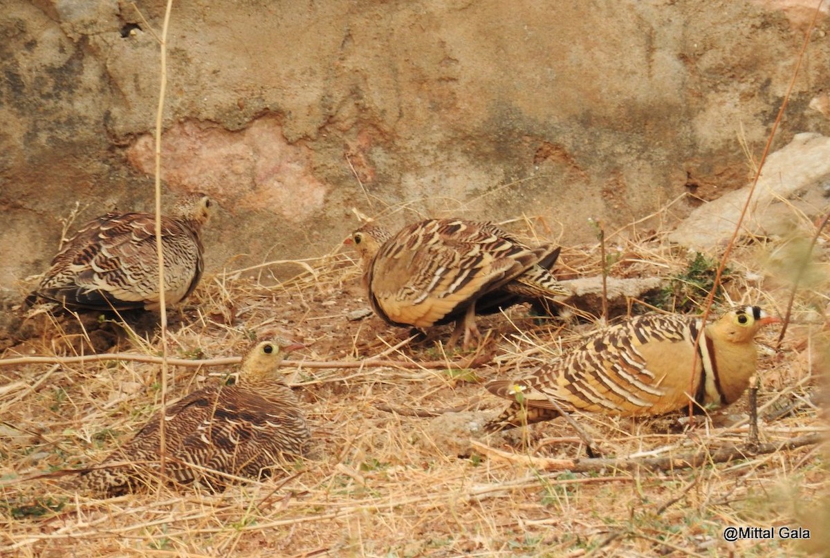 Painted Sandgrouse - ML47380821