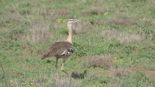 Denham's Bustard - ML473808211