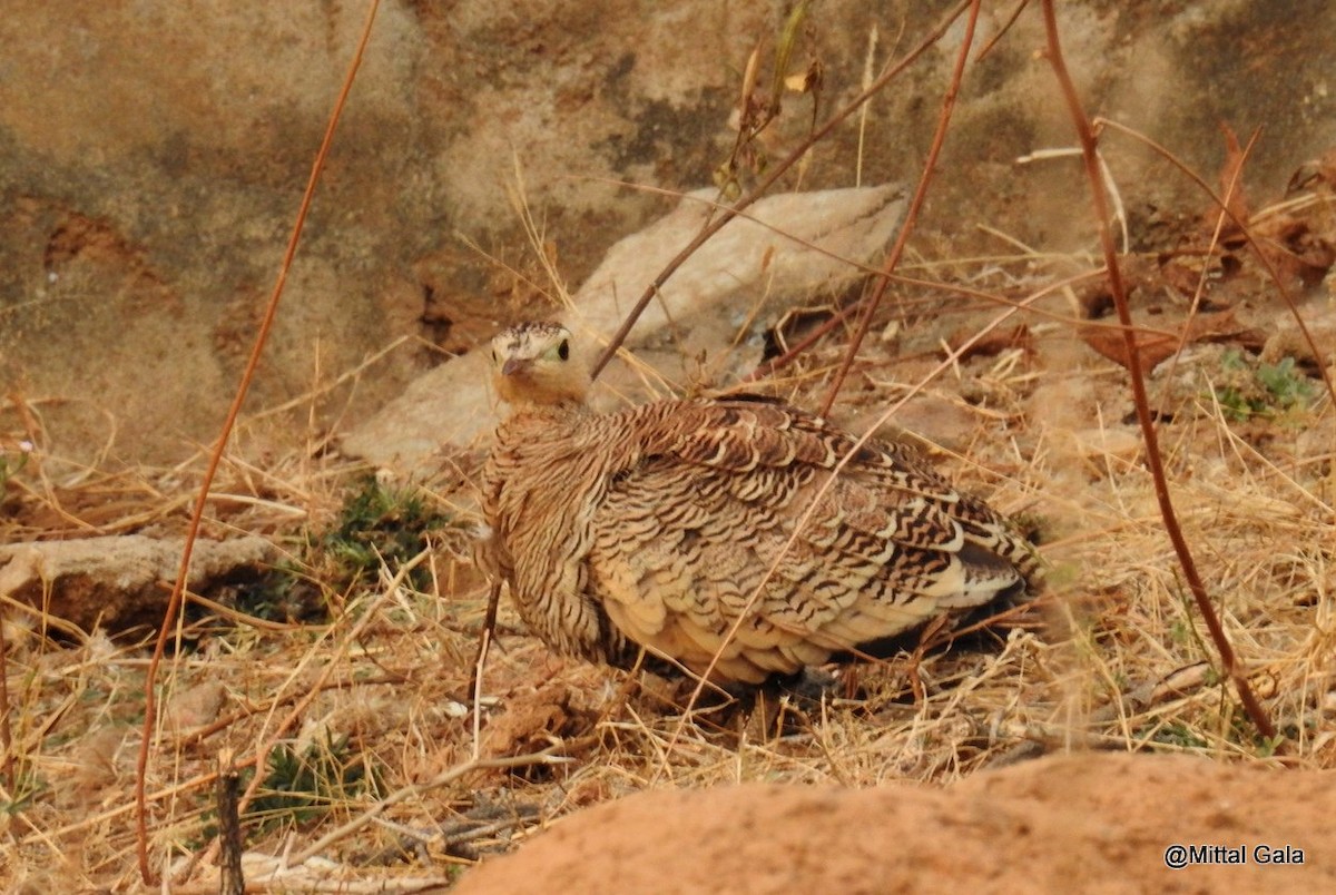 Painted Sandgrouse - ML47380831