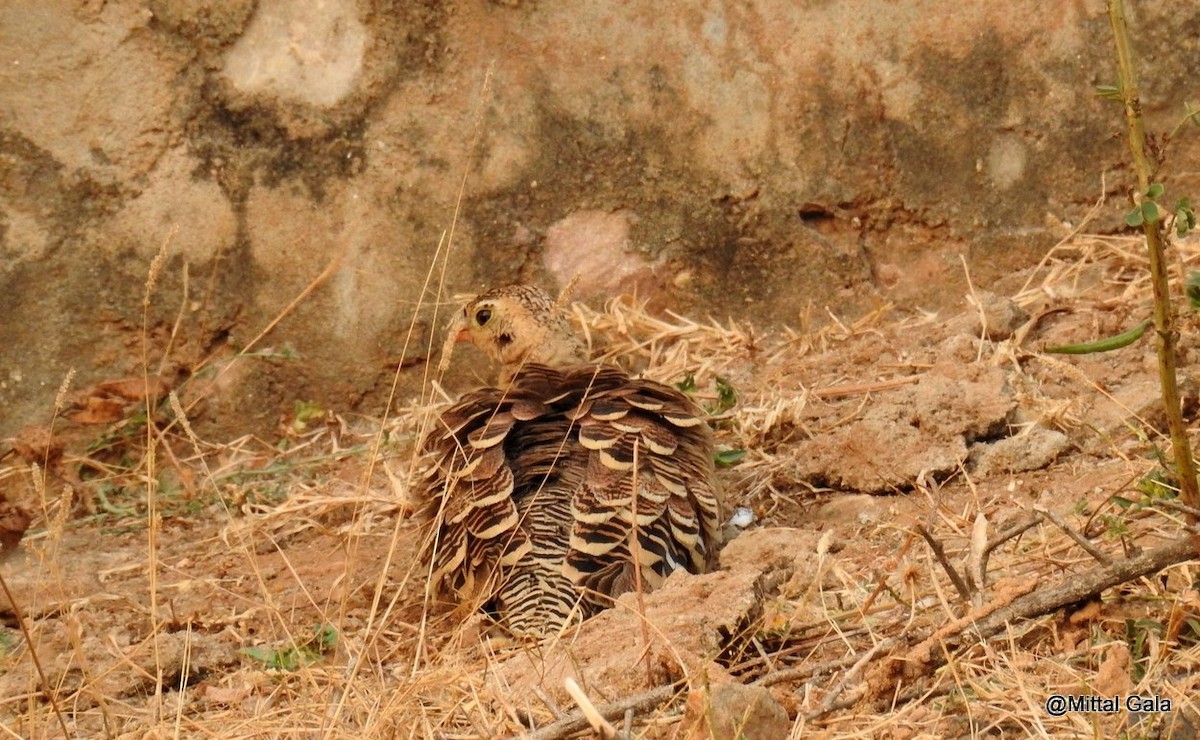 Painted Sandgrouse - ML47380851