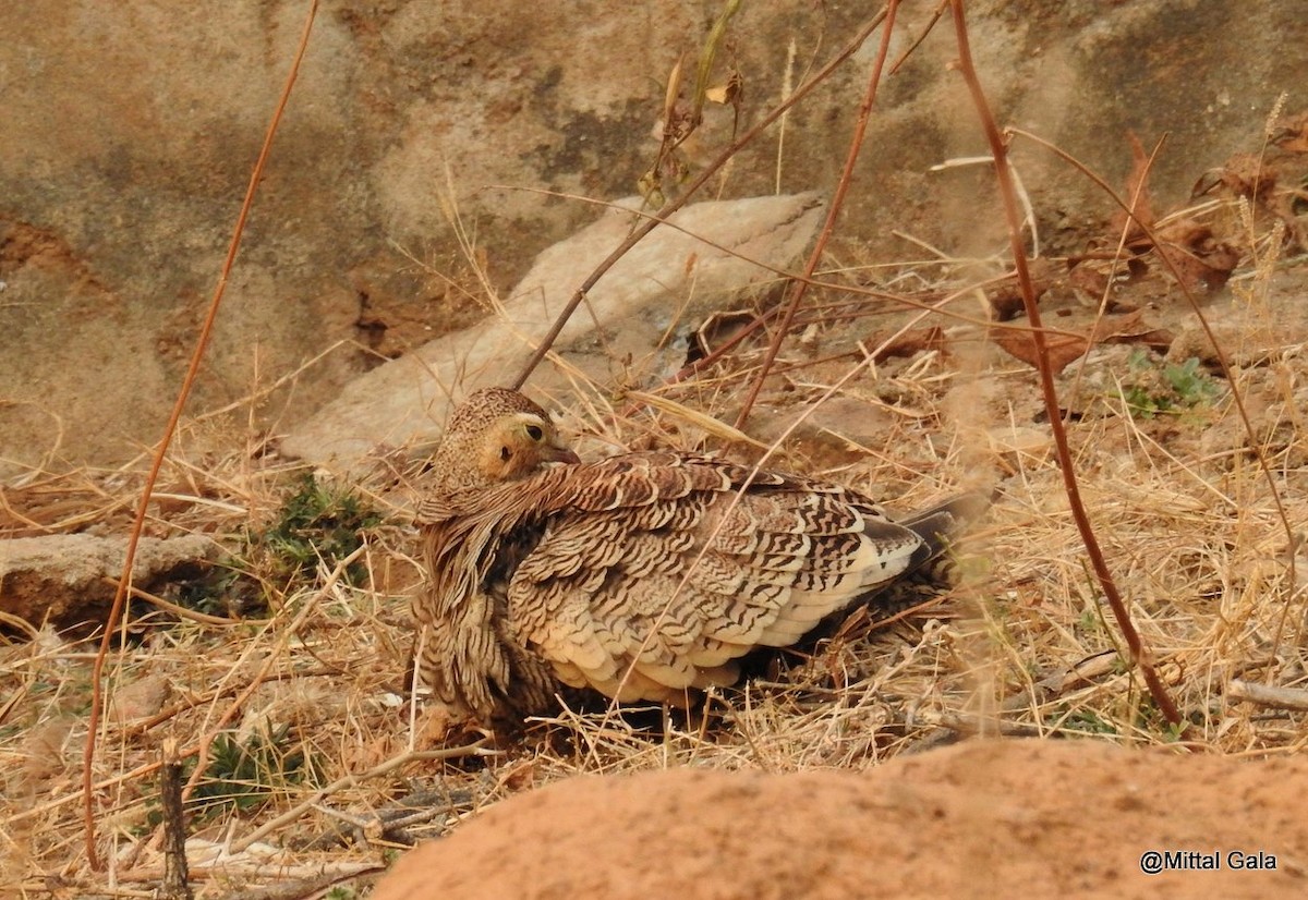 Painted Sandgrouse - ML47380861