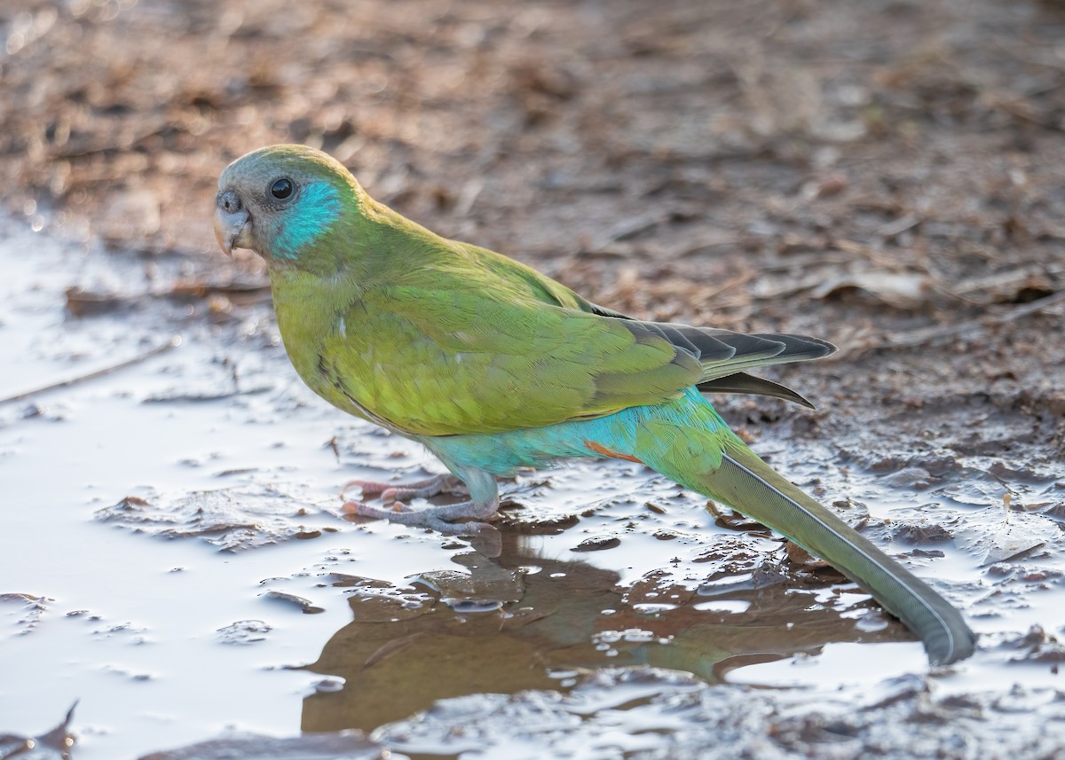 Hooded Parrot - Julie Clark