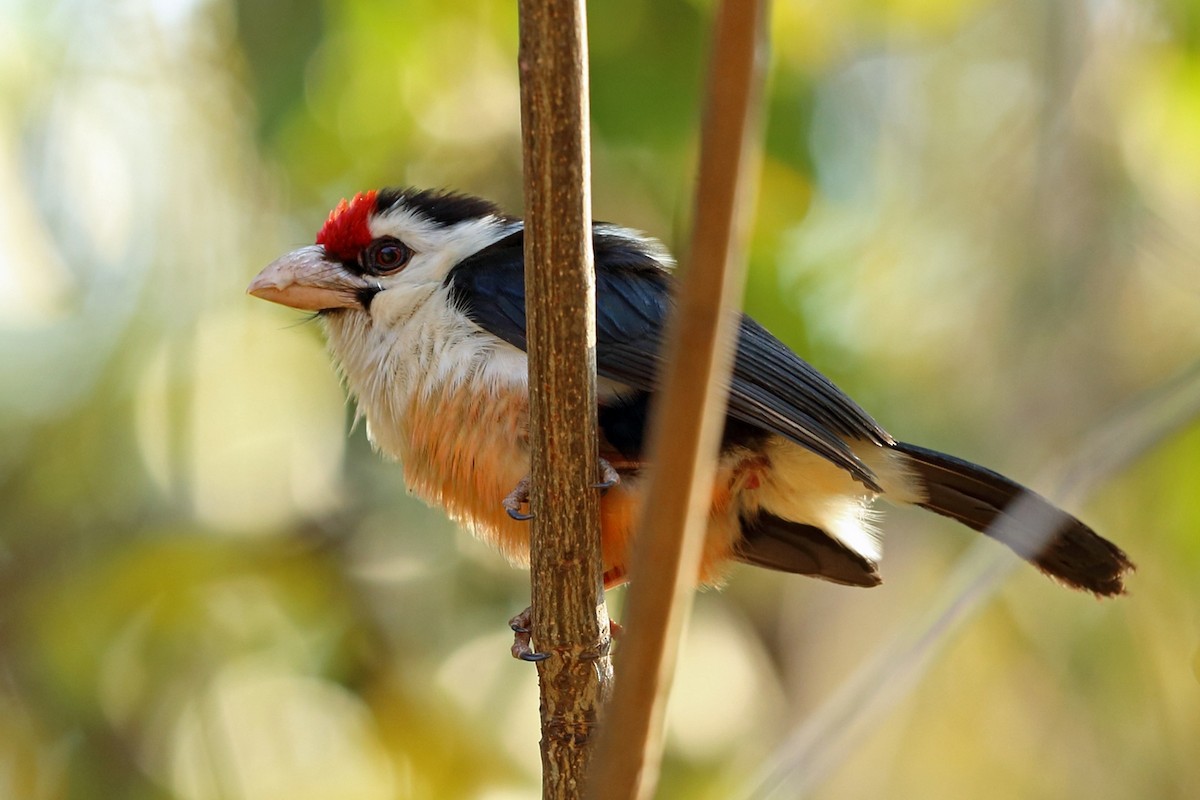 Kara Paçalı Barbet (macclounii) - ML47380941