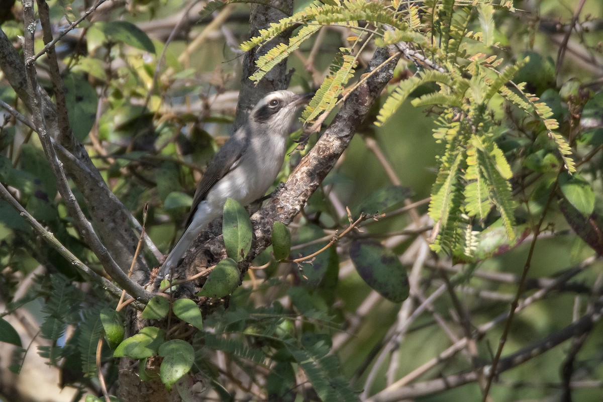 Common Woodshrike - ML473810561
