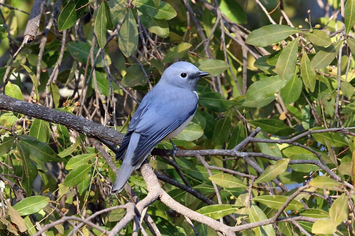 White-breasted Cuckooshrike - Nigel Voaden