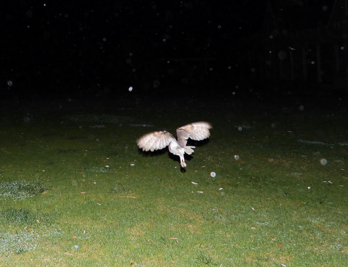 Eastern Barn Owl - ML473810861