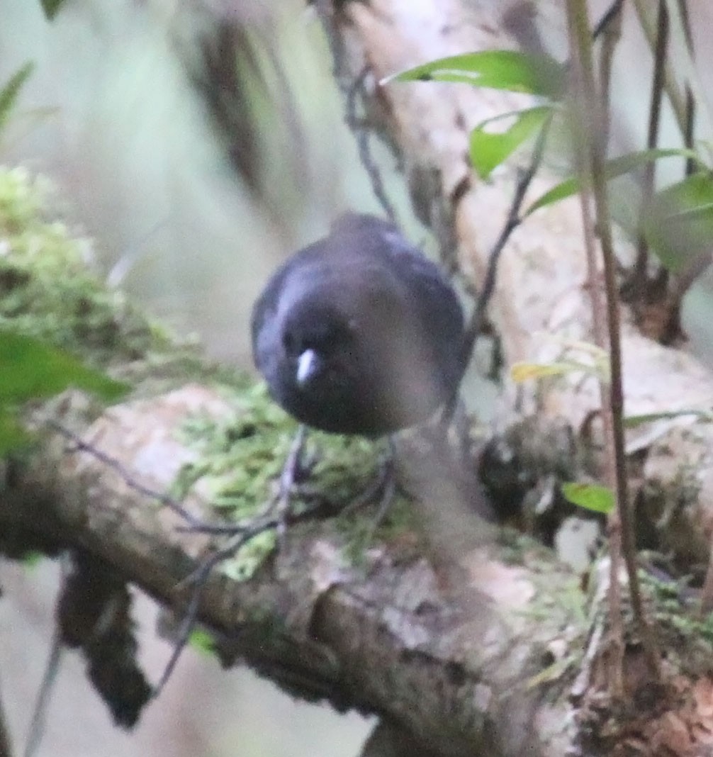 Stiles's Tapaculo - Trevor Ellery