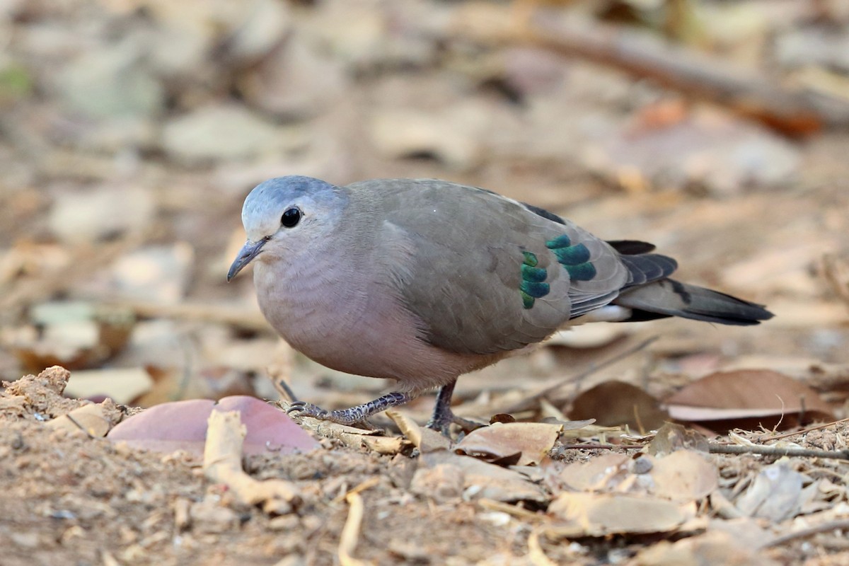 Emerald-spotted Wood-Dove - ML47381221