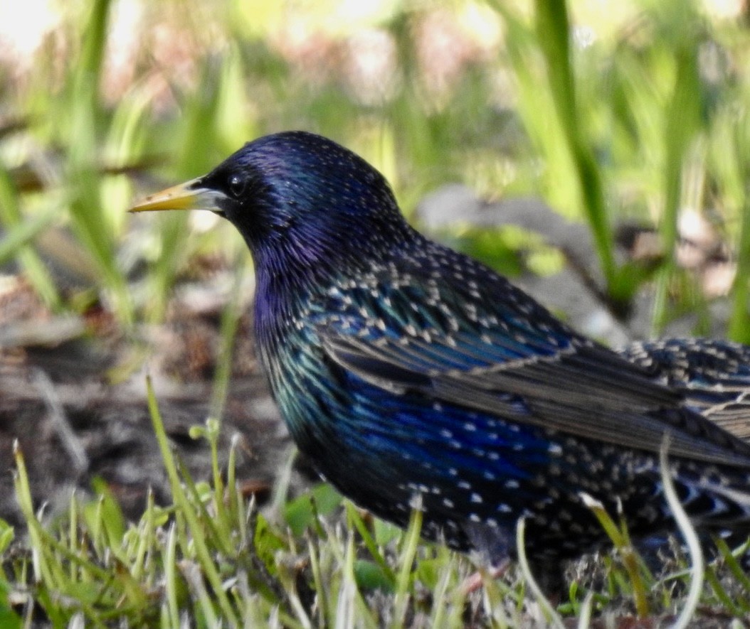 European Starling - ML473812601