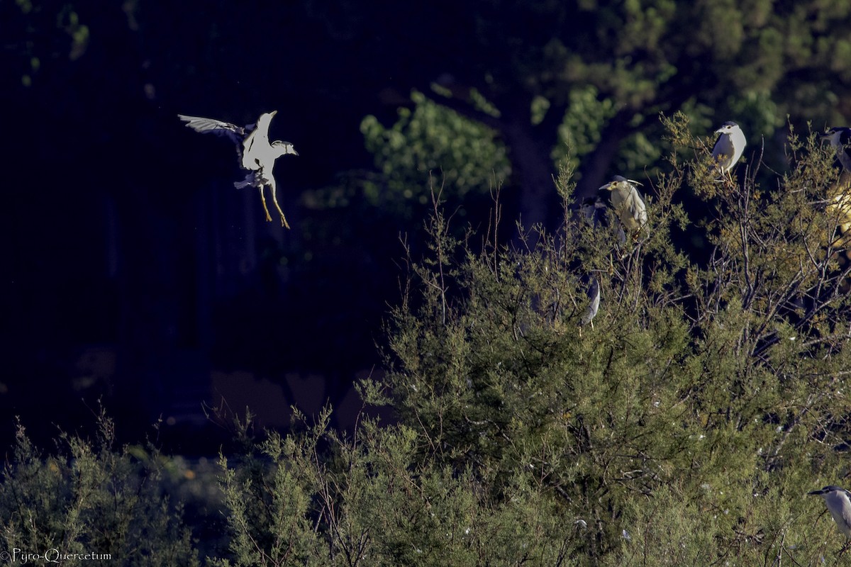 Black-crowned Night Heron - ML473813801