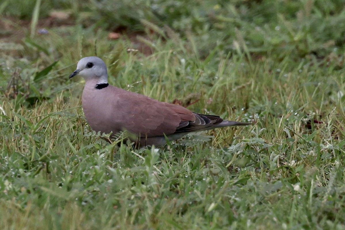 Red Collared-Dove - ML473814341