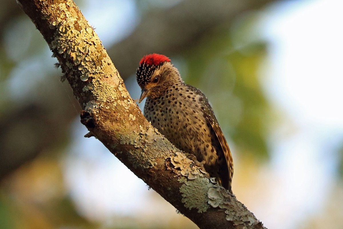 Green-backed Woodpecker (Spot-backed) - Nigel Voaden