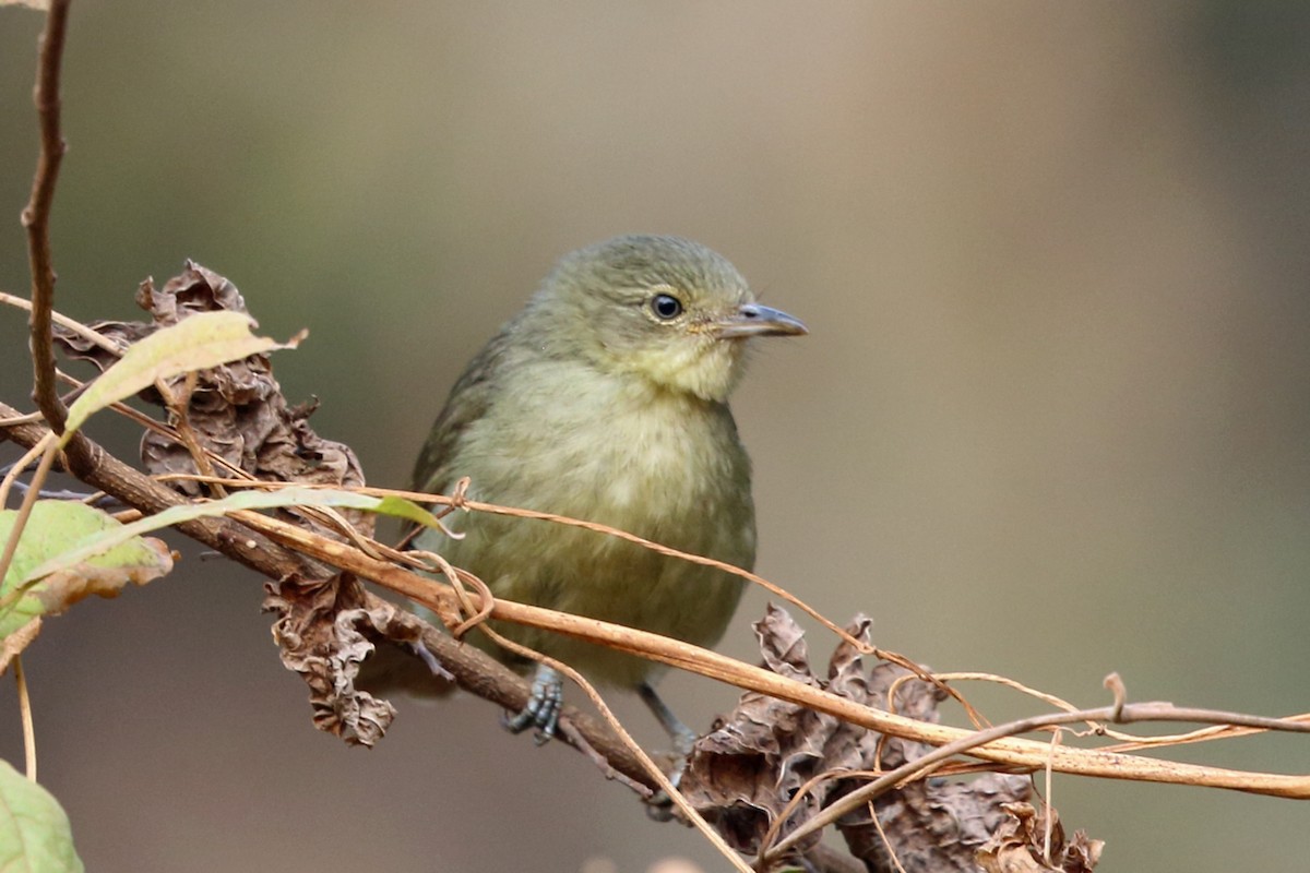 Bulbul de Cabanis (groupe cabanisi) - ML47381501