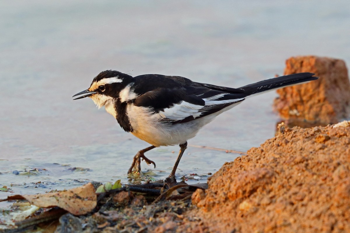 African Pied Wagtail - ML47381601