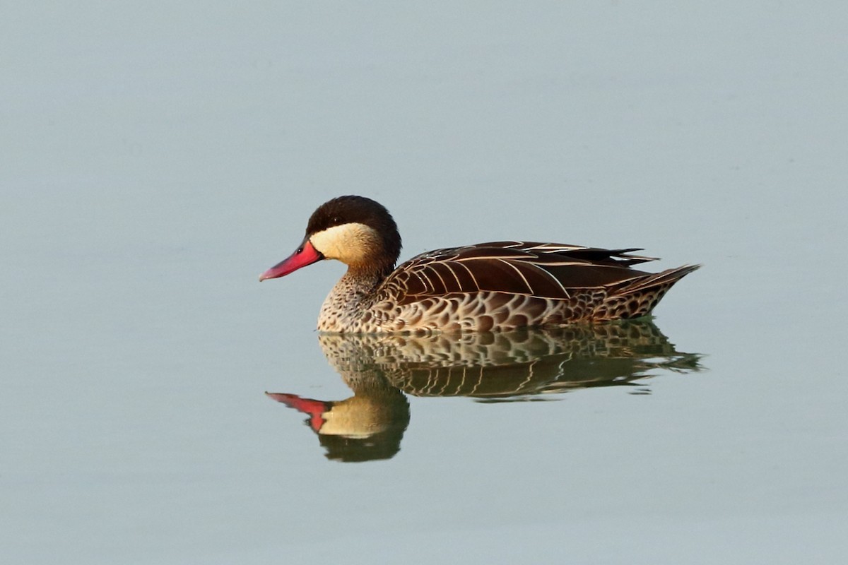 Red-billed Duck - ML47381681