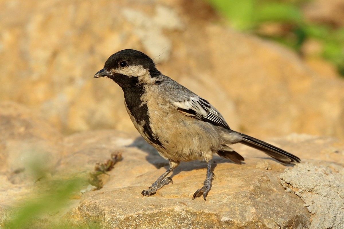 Miombo Tit - Nigel Voaden