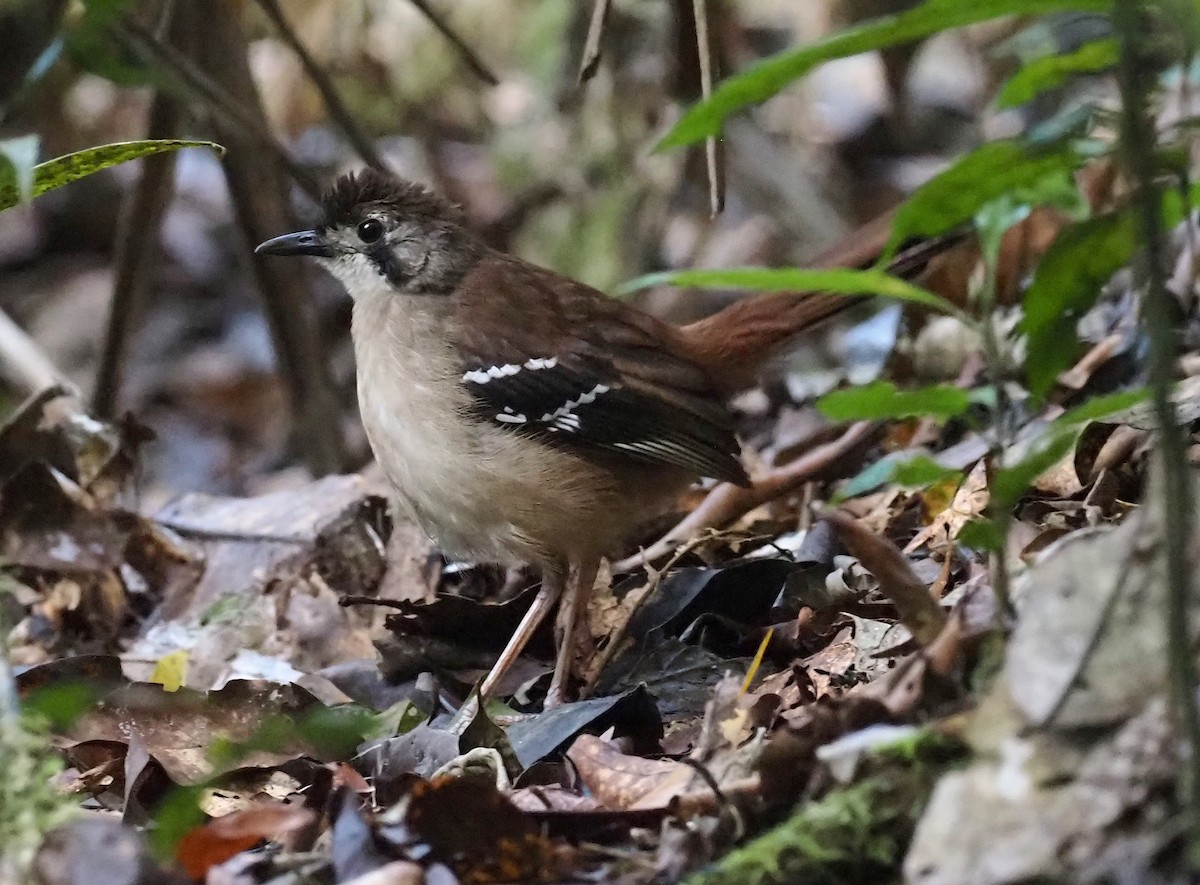 Papuan Scrub-Robin - ML473817721