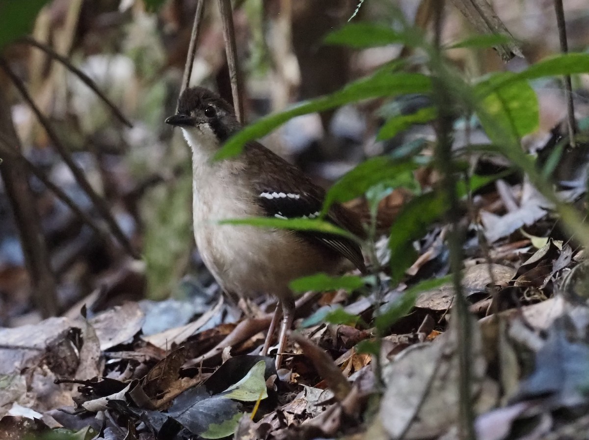 Papuan Scrub-Robin - Stephan Lorenz