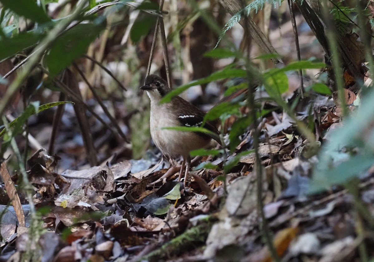 Papuan Scrub-Robin - Stephan Lorenz