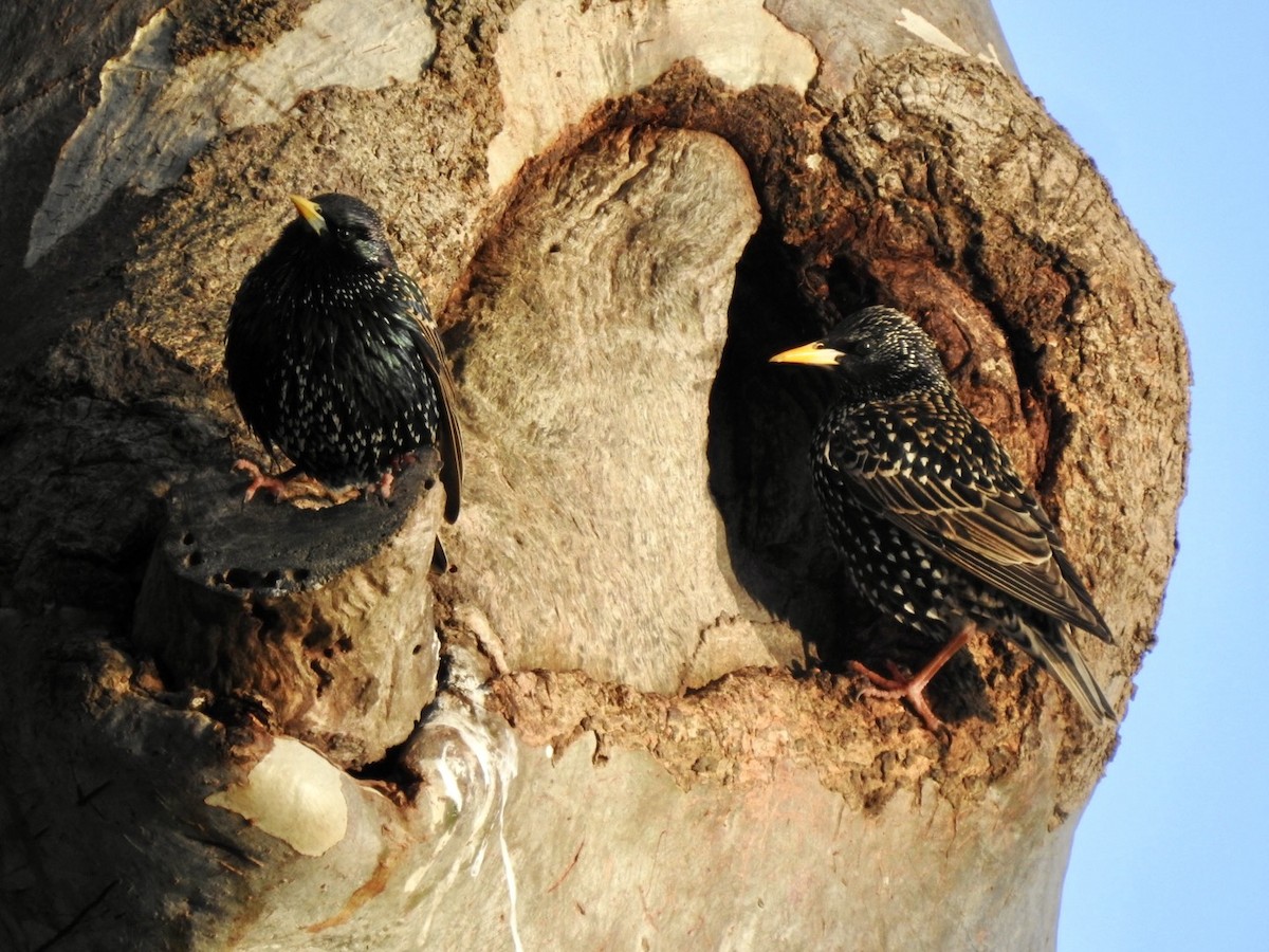 European Starling - ML473818401