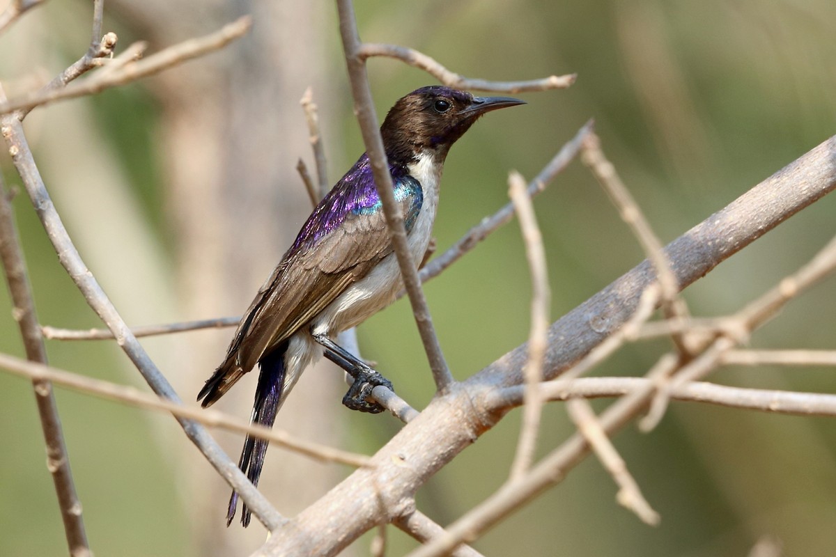 Western Violet-backed Sunbird (Southern) - ML47381851