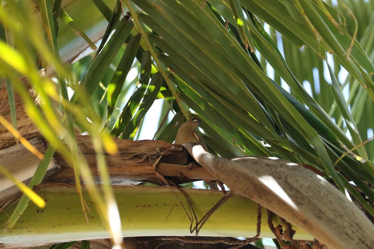 White-gaped Honeyeater - ML473818611