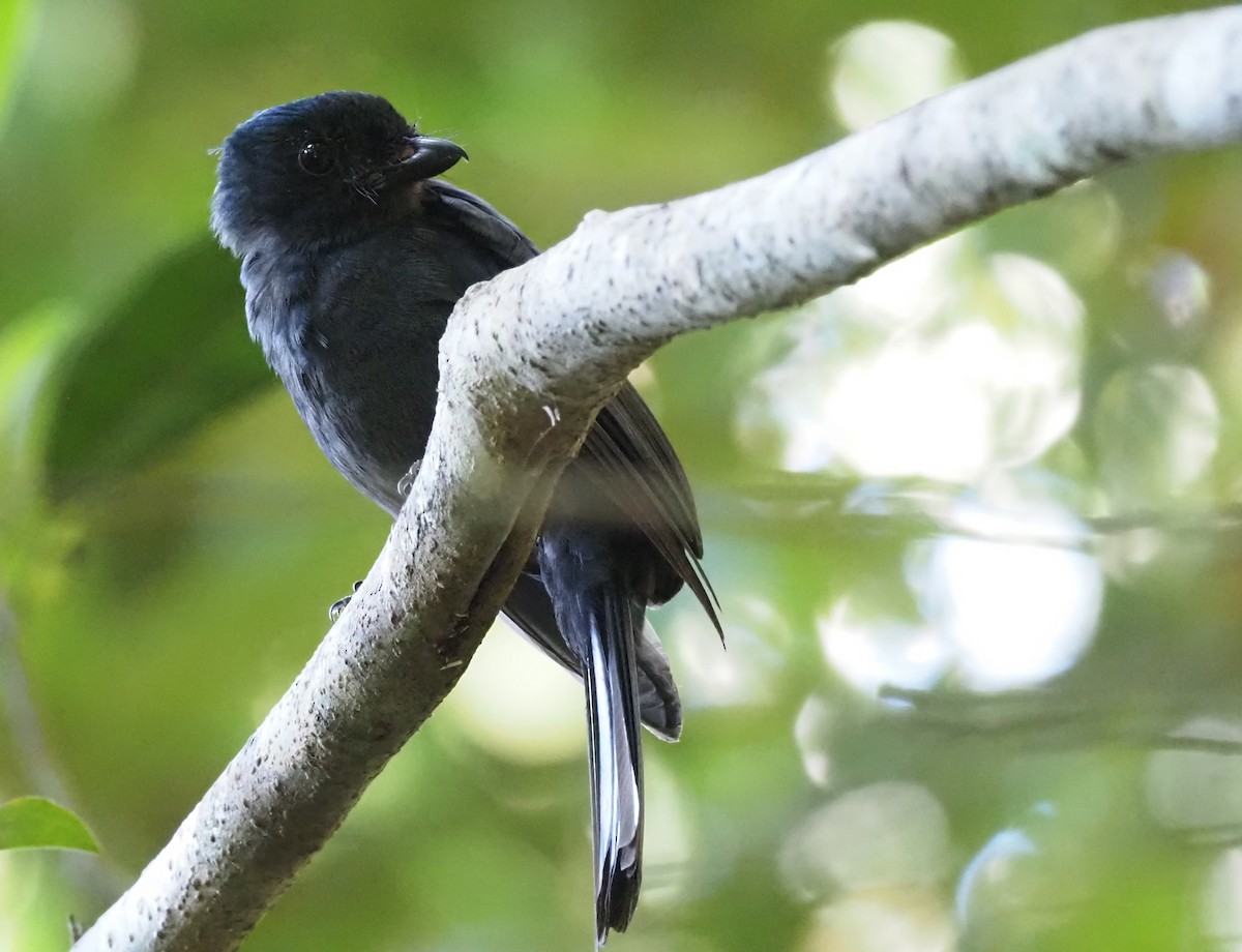 Drongo Fantail - ML473818661