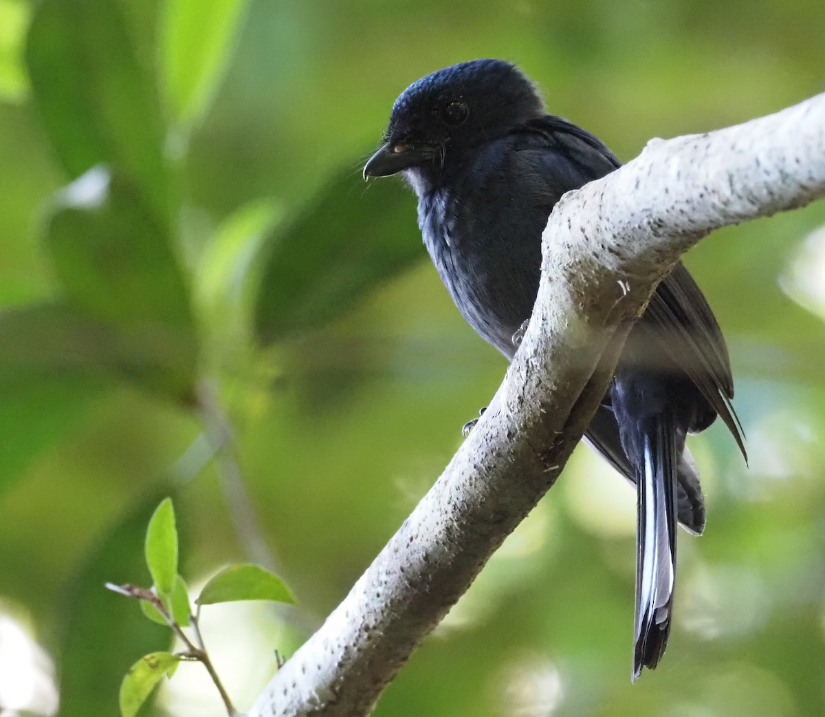 Drongo Fantail - Stephan Lorenz