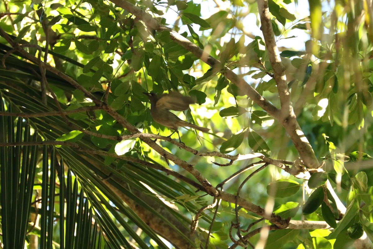 White-gaped Honeyeater - ML473818891