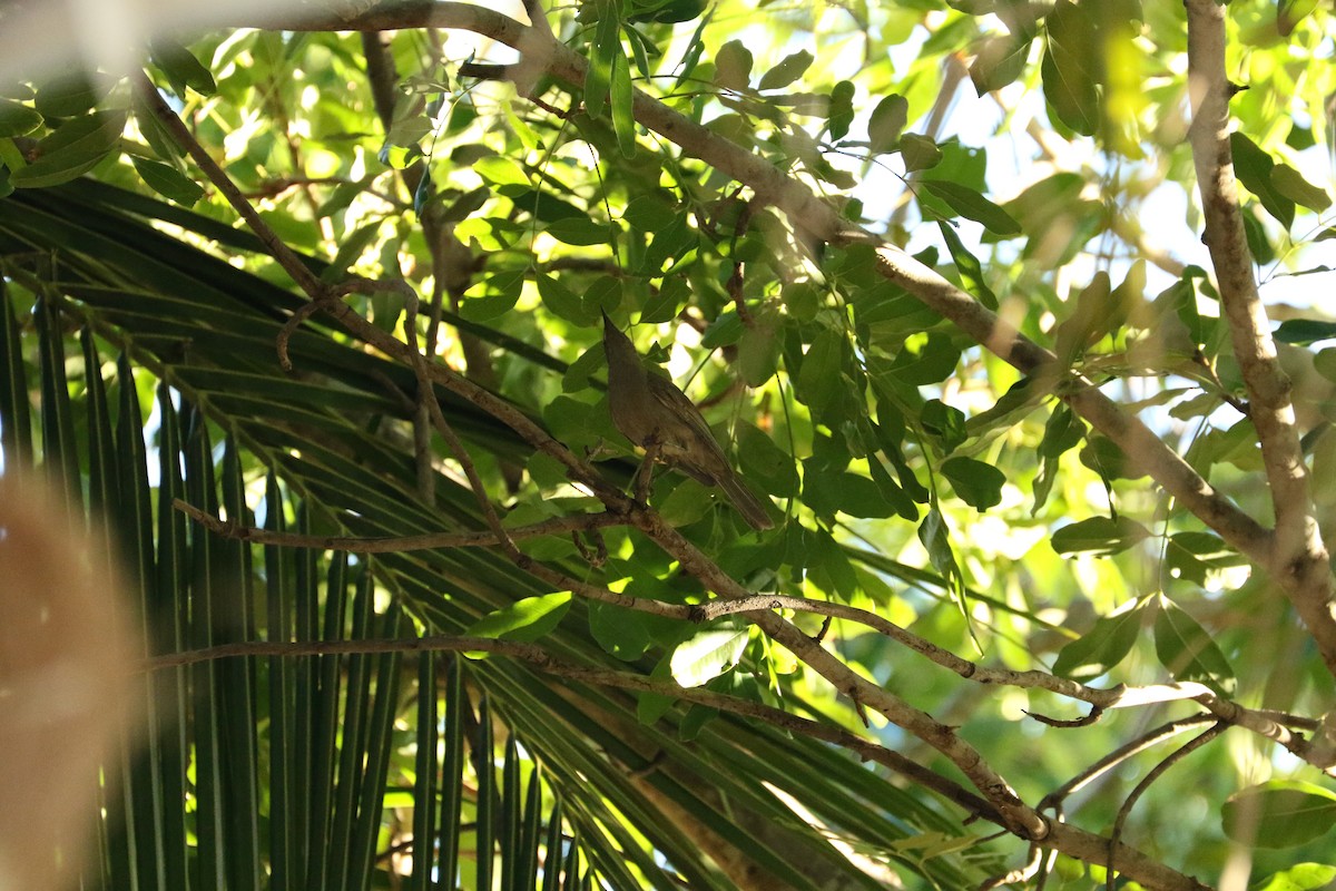 White-gaped Honeyeater - ML473818901