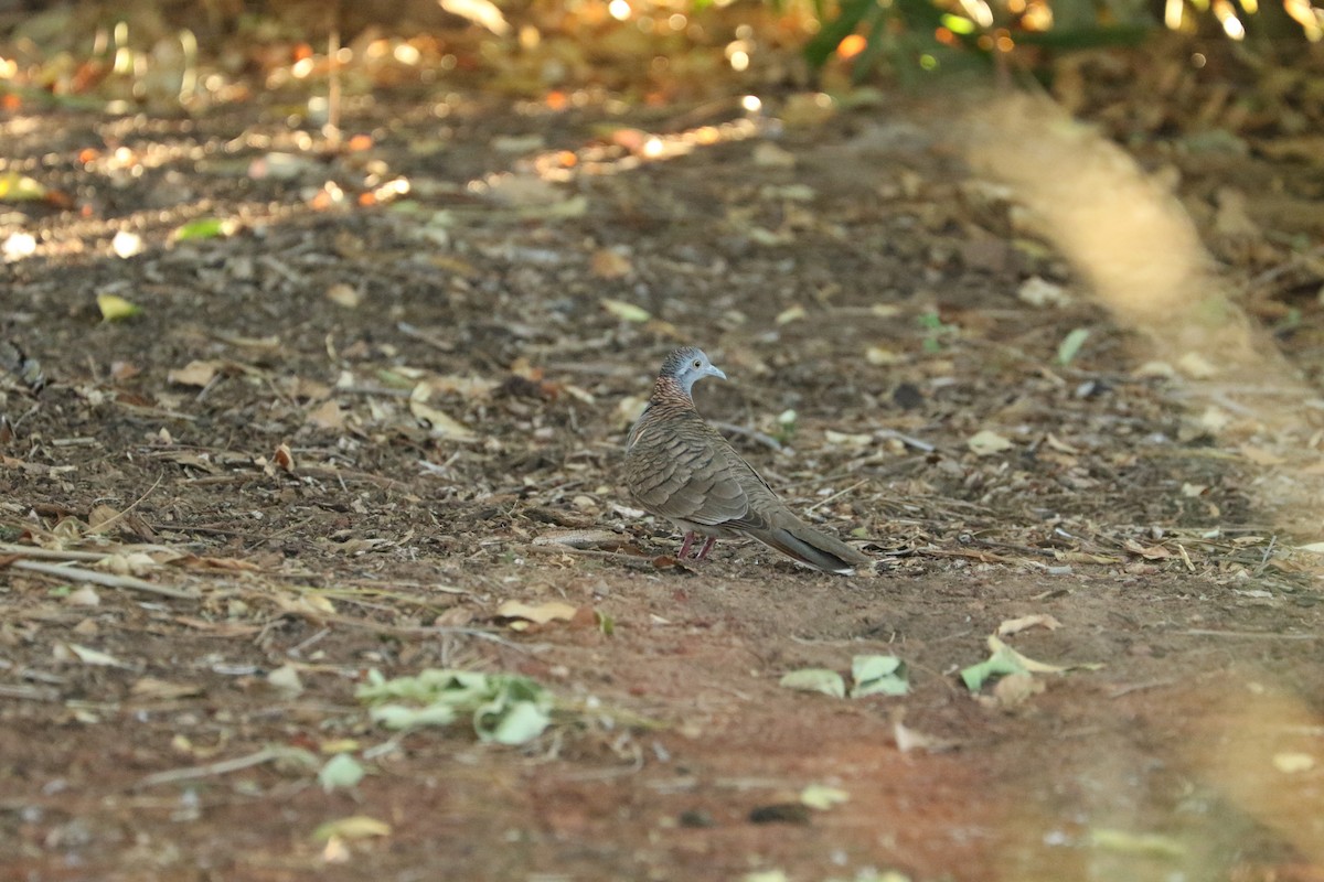 Bar-shouldered Dove - ML473818941