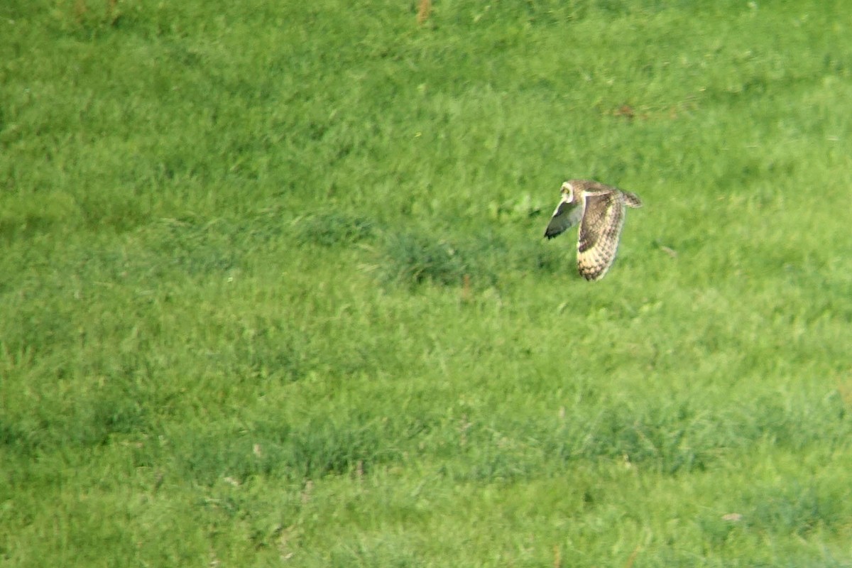 Short-eared Owl (Northern) - ML473819731