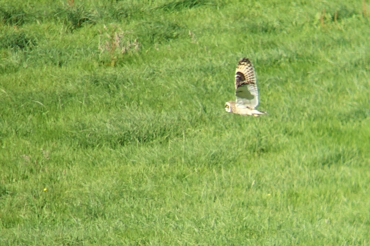 Short-eared Owl (Northern) - ML473819741