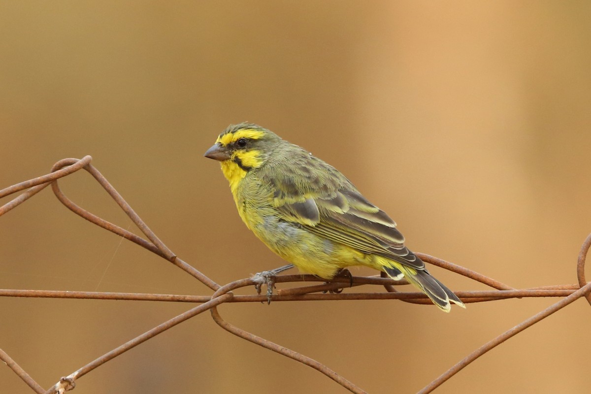 Yellow-fronted Canary - Nigel Voaden