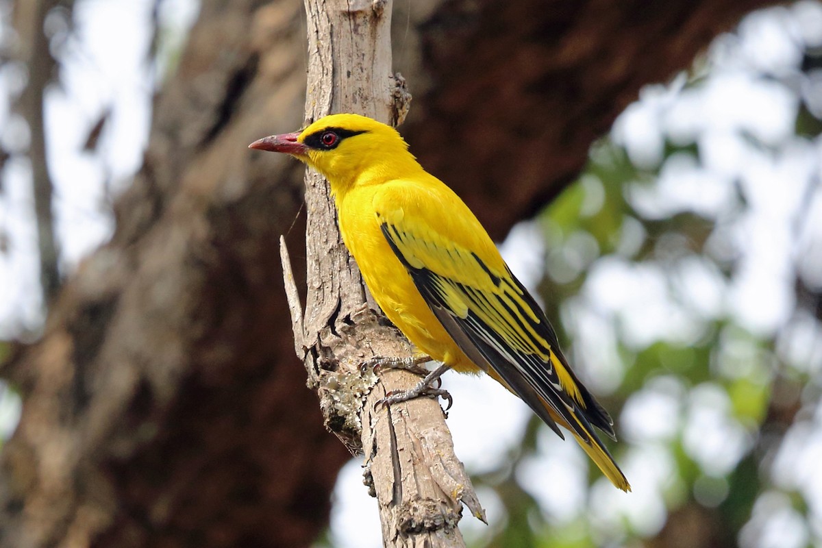 African Golden Oriole - Nigel Voaden