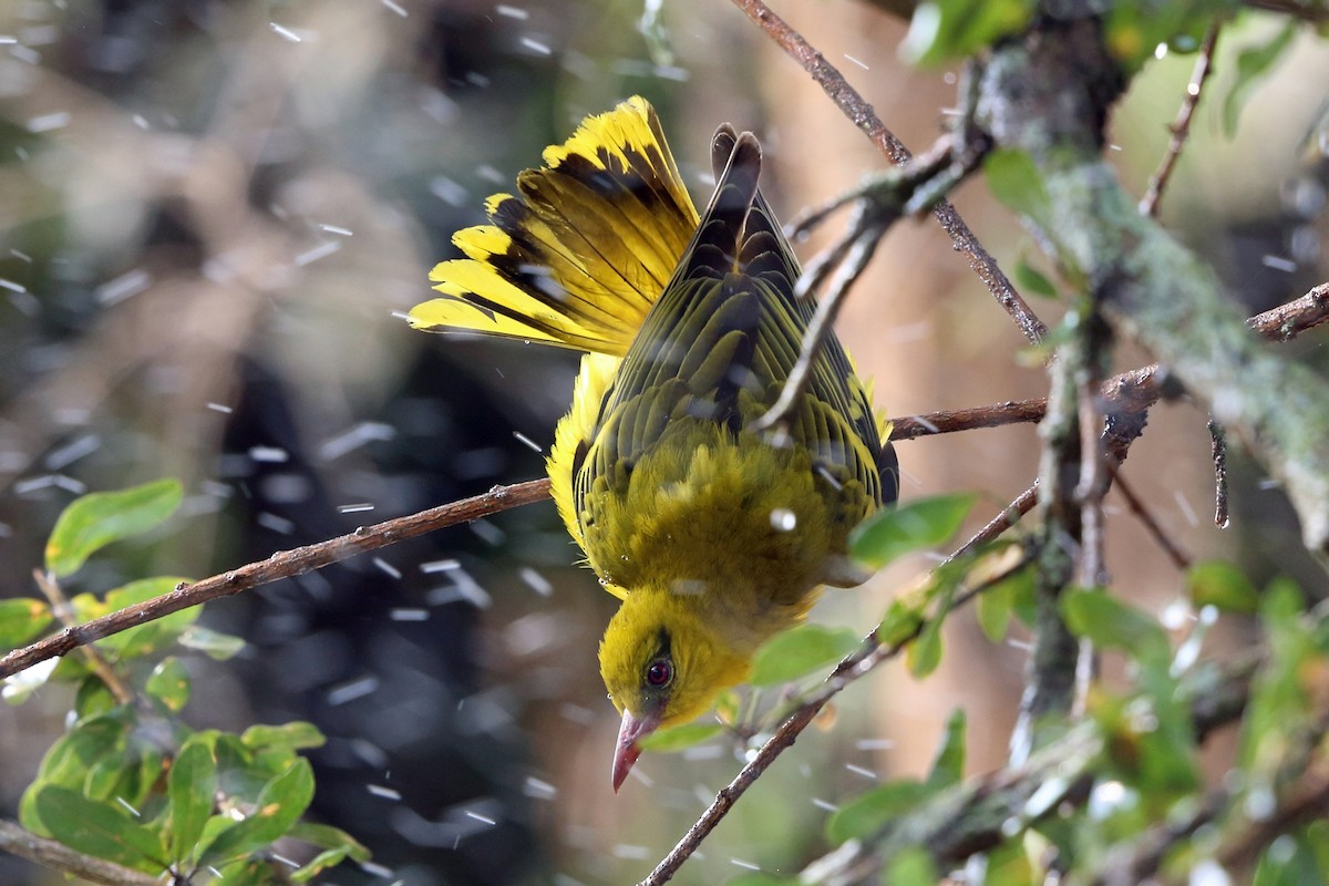 African Golden Oriole - ML47382121