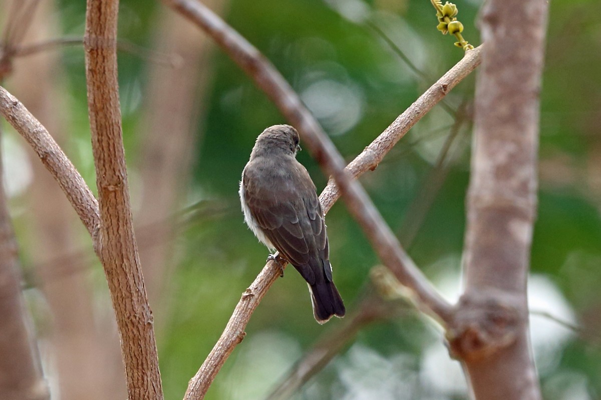 Wahlberg's Honeyguide - ML47382151