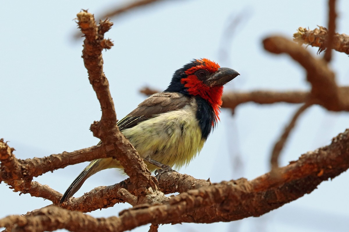 Kara Kolyeli Barbet - ML47382161