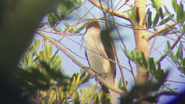 Bearded Bellbird - ML473821821