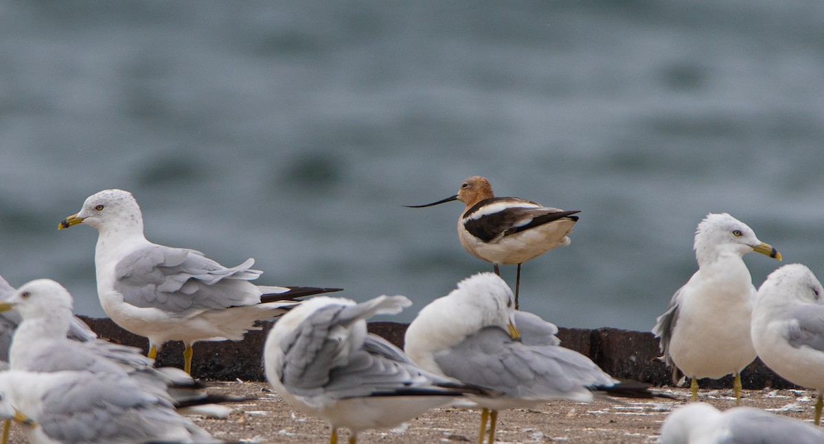 American Avocet - Joel Strong