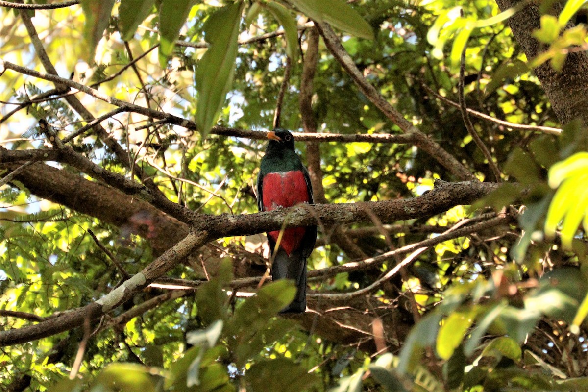 trogon volavý - ML473823091